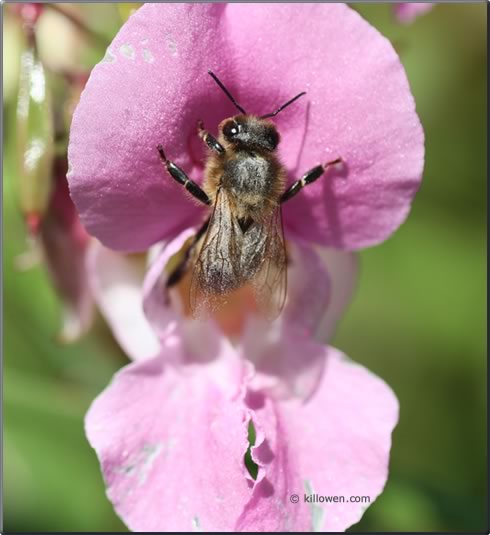 himalayan balsam